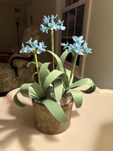 Load image into Gallery viewer, Allium
