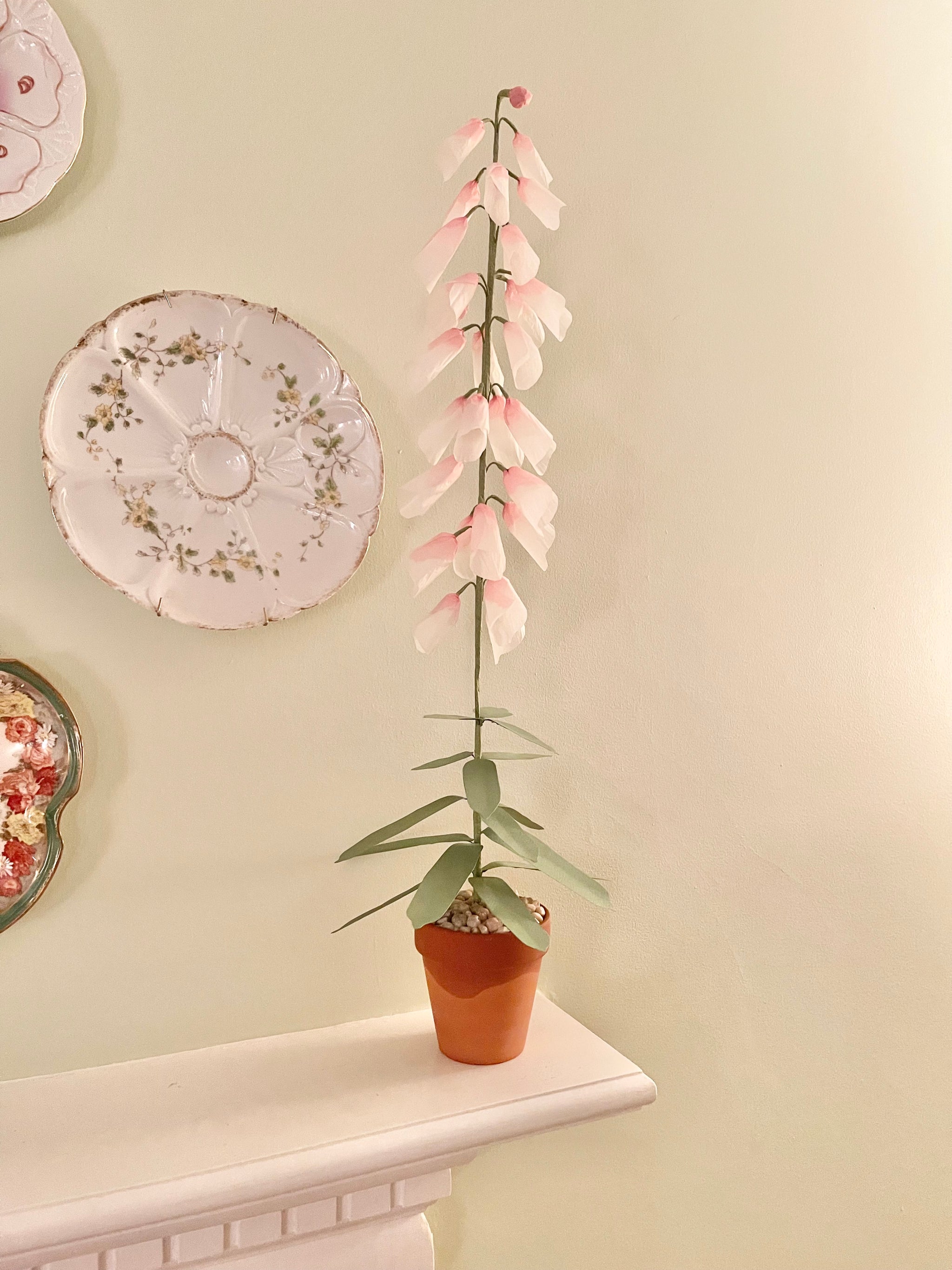 foxglove plant in pot Paper Foxglove
