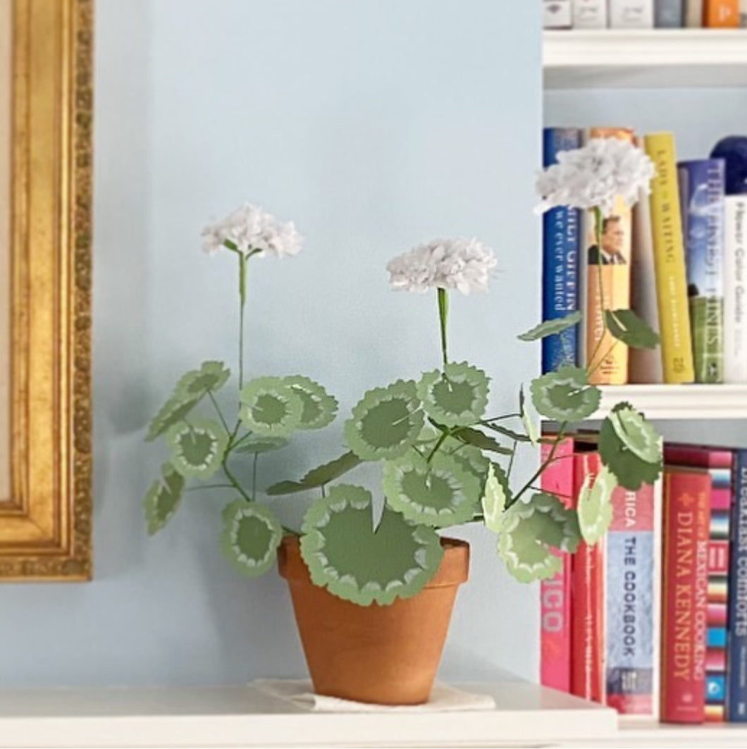 Paper Geranium - Large white blossoms with dark green and mint leaves