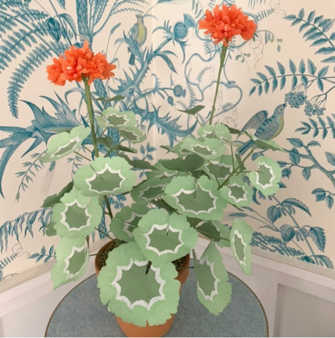 Paper Geranium - large clementine blossoms with dark green and mint le ...